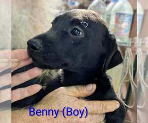 Beago Dogs for adoption in Aurora, IN, USA