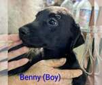 Small Beago