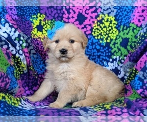 Golden Retriever Puppy for sale in OXFORD, PA, USA