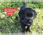 Small #13 Labrador Retriever