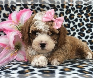 Havashu-Poodle (Miniature) Mix Puppy for sale in LAKELAND, FL, USA