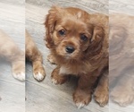 Small Photo #5 Cavalier King Charles Spaniel Puppy For Sale in PORT ORCHARD, WA, USA