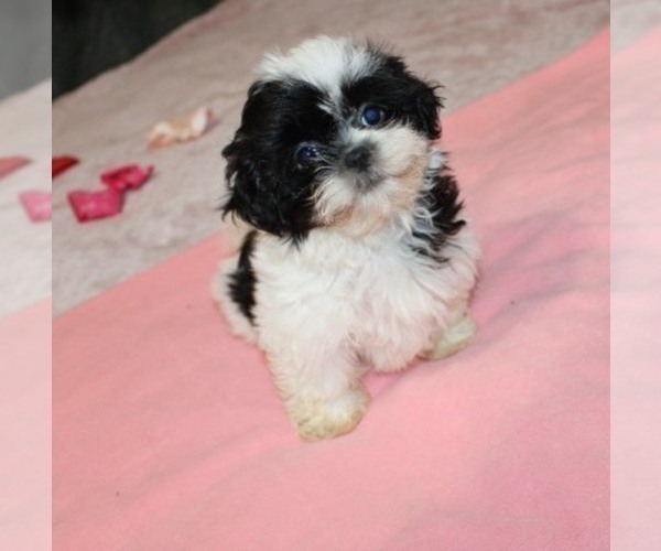 Medium Photo #1 Shih Tzu Puppy For Sale in THAYER, KS, USA