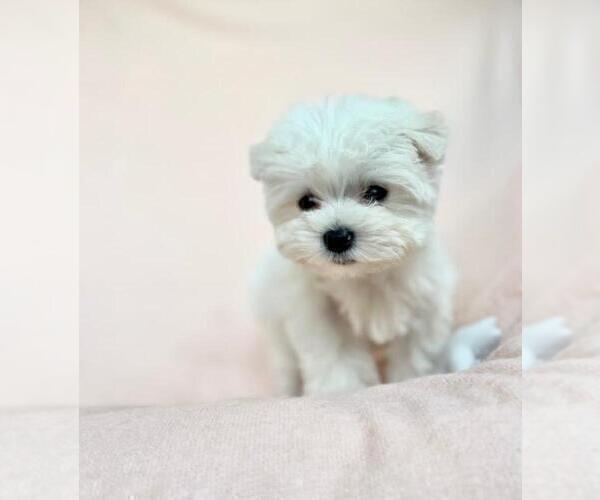 Medium Photo #17 Maltese Puppy For Sale in DACULA, GA, USA