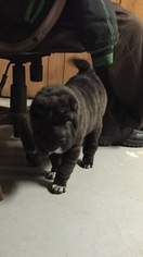 Mother of the Chinese Shar-Pei puppies born on 10/18/2016