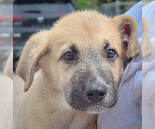 Medium Photo #5 Anatolian Shepherd-German Shepherd Dog Mix Puppy For Sale in Huntley, IL, USA