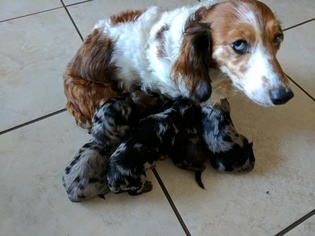 Mother of the Dachshund puppies born on 03/13/2017