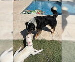 Small #2 Australian Shepherd Mix