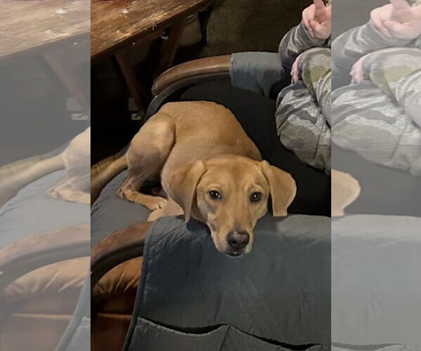 Medium Photo #1 Labrador Retriever-Unknown Mix Puppy For Sale in Ball Ground, GA, USA