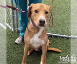 Small #3 Retriever  Mix