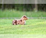 Small Photo #16 Australian Shepherd Puppy For Sale in NEWTON FALLS, OH, USA
