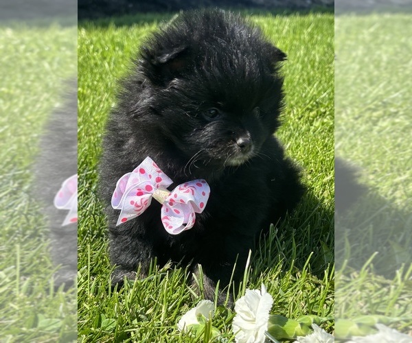 Medium Photo #4 Pomeranian Puppy For Sale in ROCK STREAM, NY, USA