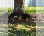 Small Photo #9 German Shepherd Dog Puppy For Sale in ORLANDO, FL, USA