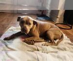 Small #2 American Pit Bull Terrier