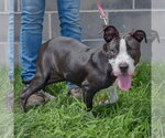 Small #1 American Staffordshire Terrier