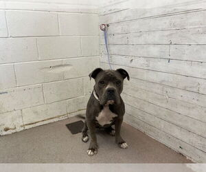 American Pit Bull Terrier-Unknown Mix Dogs for adoption in San Bernardino, CA, USA