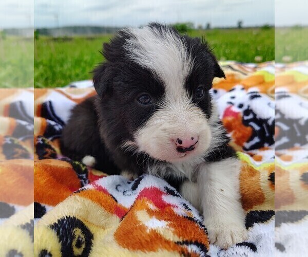 Medium Photo #13 Border Collie Puppy For Sale in NORBORNE, MO, USA