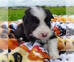 Small Photo #145 Border Collie Puppy For Sale in NORBORNE, MO, USA