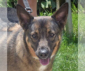 German Shepherd Dog-Unknown Mix Dogs for adoption in Huntley, IL, USA