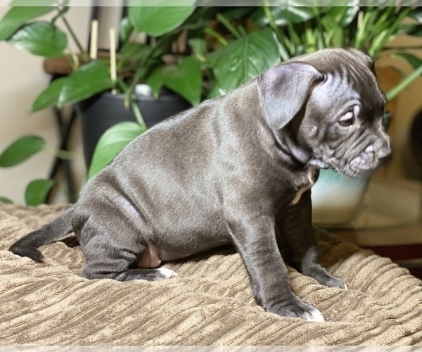 Medium Photo #8 American Bully Puppy For Sale in PHILA, PA, USA