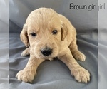 Small Photo #4 Goldendoodle Puppy For Sale in GARDEN CITY, MO, USA