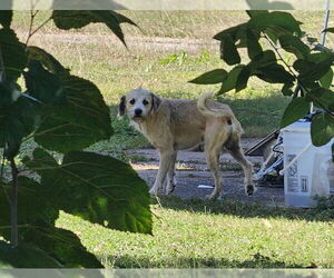 Border Terrier-Unknown Mix Dogs for adoption in Pasadena, TX, USA