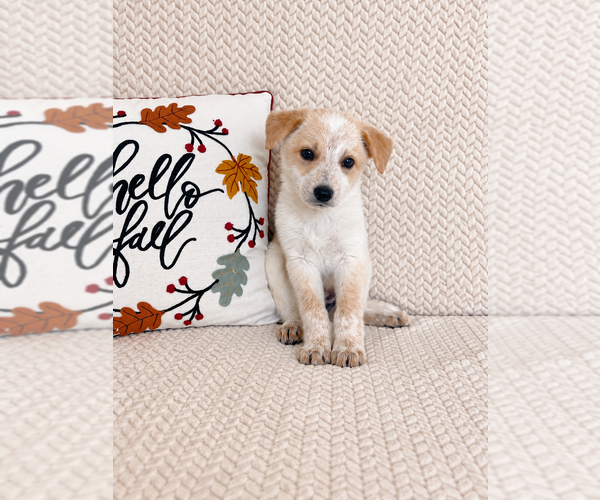 Medium Photo #4 Australian Cattle Dog Puppy For Sale in INDIANAPOLIS, IN, USA