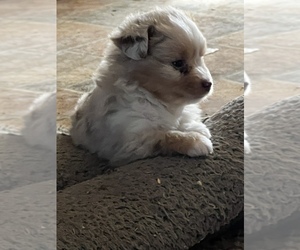 Miniature Australian Shepherd Puppy for sale in STEPHENVILLE, TX, USA