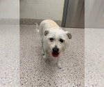 Small Mutt