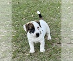 Puppy Puppy 3 Russell Terrier