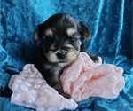 Small Photo #1 Yorkshire Terrier Puppy For Sale in SARASOTA, FL, USA
