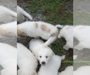 Great Pyrenees Puppy for sale in HILL, NH, USA