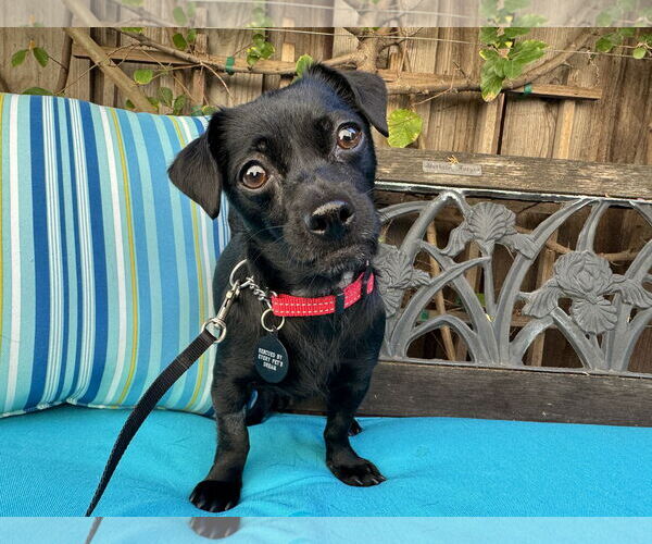 Medium Photo #1 Chihuahua Puppy For Sale in Santa Clara, CA, USA