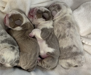 English Bulldog Puppy for Sale in CLARKSVILLE, Tennessee USA