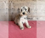 Litter of 8 - Male(s) and Female(s) Schnauzer (Miniature)Litter of Puppies for Sale - Photo #25