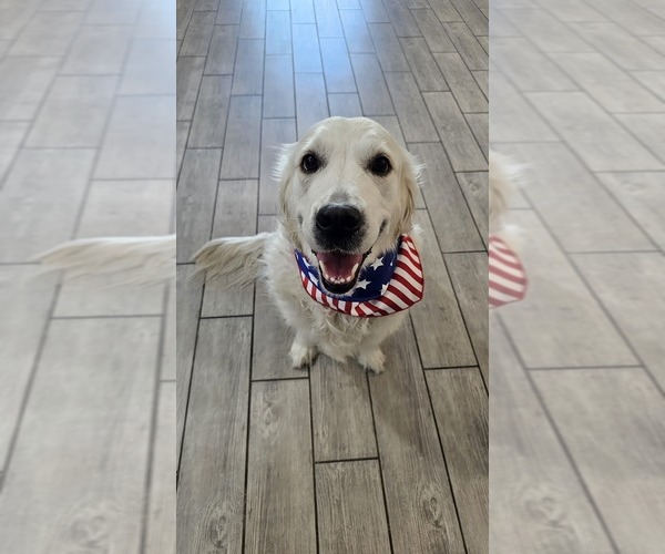 Medium Photo #1 English Cream Golden Retriever Puppy For Sale in GILBERT, AZ, USA