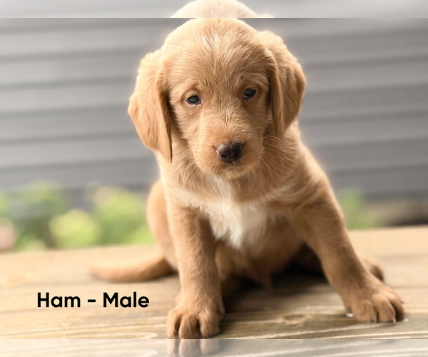Medium Photo #1 Labradoodle Puppy For Sale in CONNERSVILLE, IN, USA