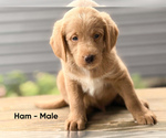 Puppy Ham Labradoodle