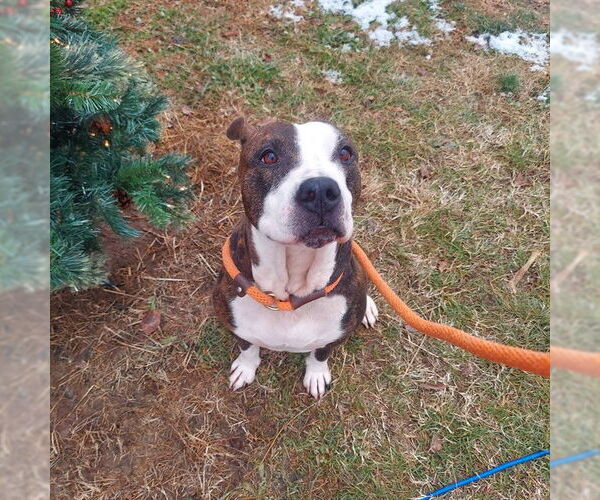 Medium Photo #3 Mutt Puppy For Sale in Louisville, KY, USA