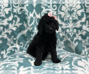 Cockapoo Puppy for sale in LAKELAND, FL, USA