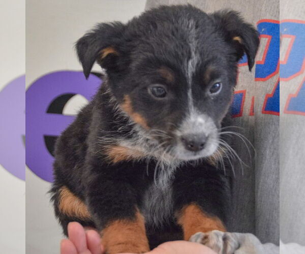 Medium Photo #3 Mutt Puppy For Sale in Huntley, IL, USA