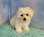 Small Photo #2 Bichon Frise Puppy For Sale in Shelbyville, IN, USA