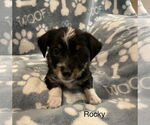 Small Mutt