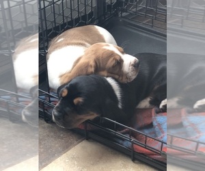 Basset Hound Puppy for sale in SAULT SAINTE MARIE, MI, USA