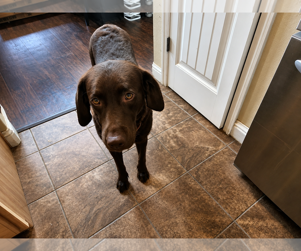 Medium Photo #2 Labrador Retriever Puppy For Sale in Clovis, CA, USA