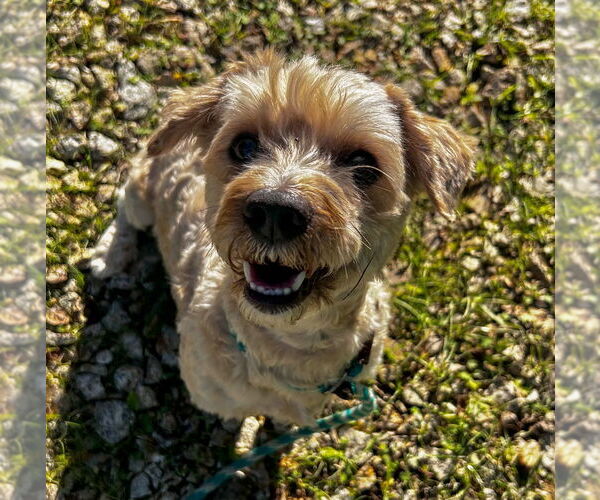 Medium Photo #3 Poodle (Miniature) Puppy For Sale in Salinas, CA, USA