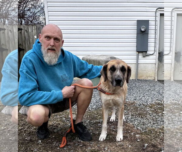 Medium Photo #7 Great Pyrenees-Unknown Mix Puppy For Sale in Thomasville, NC, USA