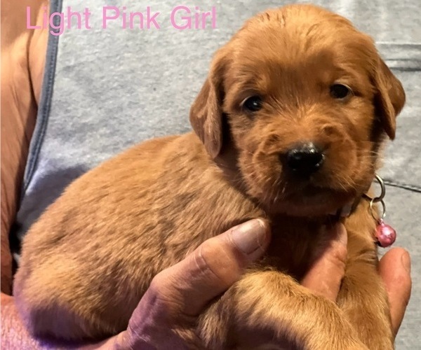 Medium Photo #6 Golden Retriever Puppy For Sale in FRESNO, CA, USA