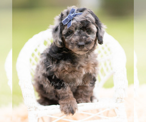 Medium Goldendoodle (Miniature)