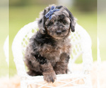 Puppy Maroon Goldendoodle (Miniature)